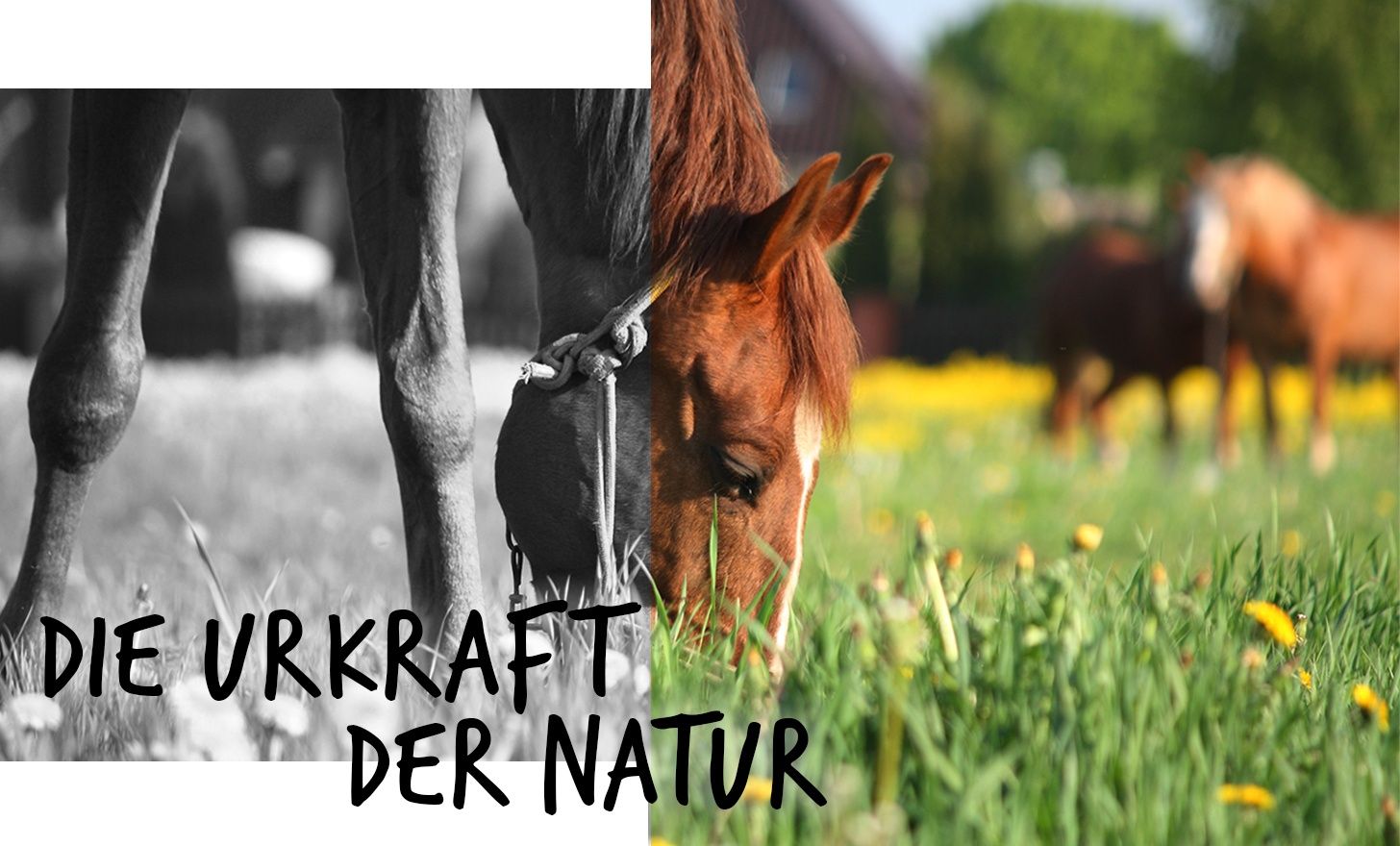 Banner Nachhaltigkeit